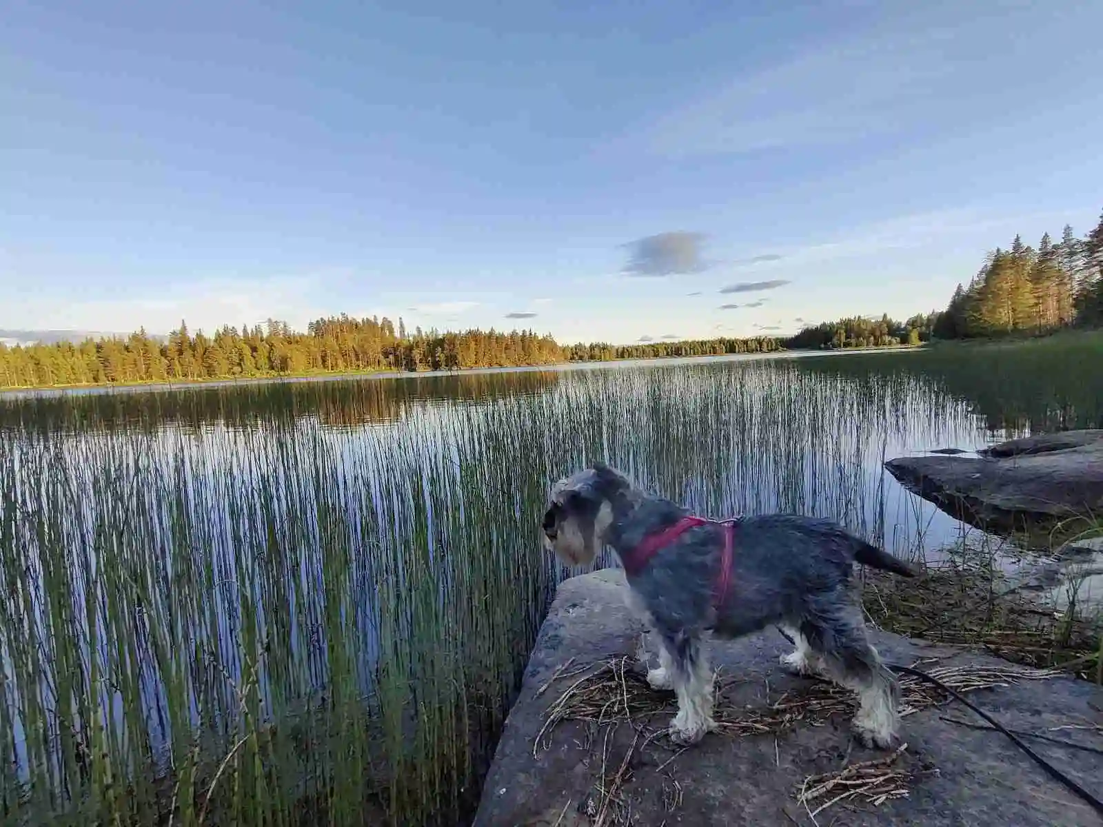 En hund av terrierras vid strandkanten av en sjö på Orrkulla Camping, med reflektioner av det omgivande landskapet i vattnet.