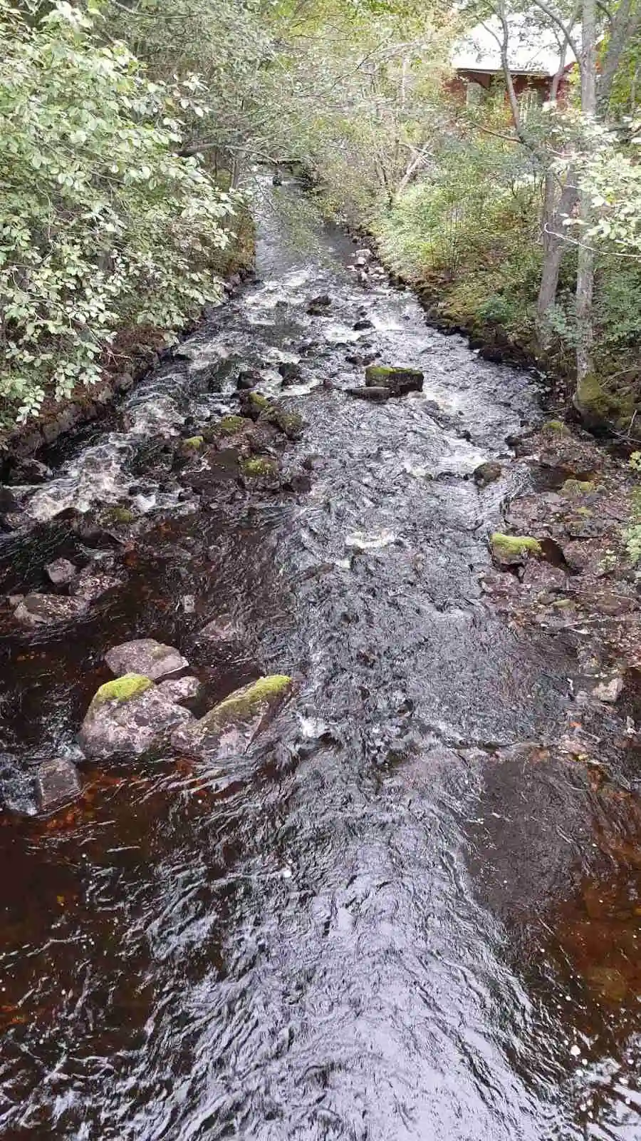 En lugn flod rinner genom en naturskön miljö vid Sörälgens camping, omgiven av grönska och lövträd.