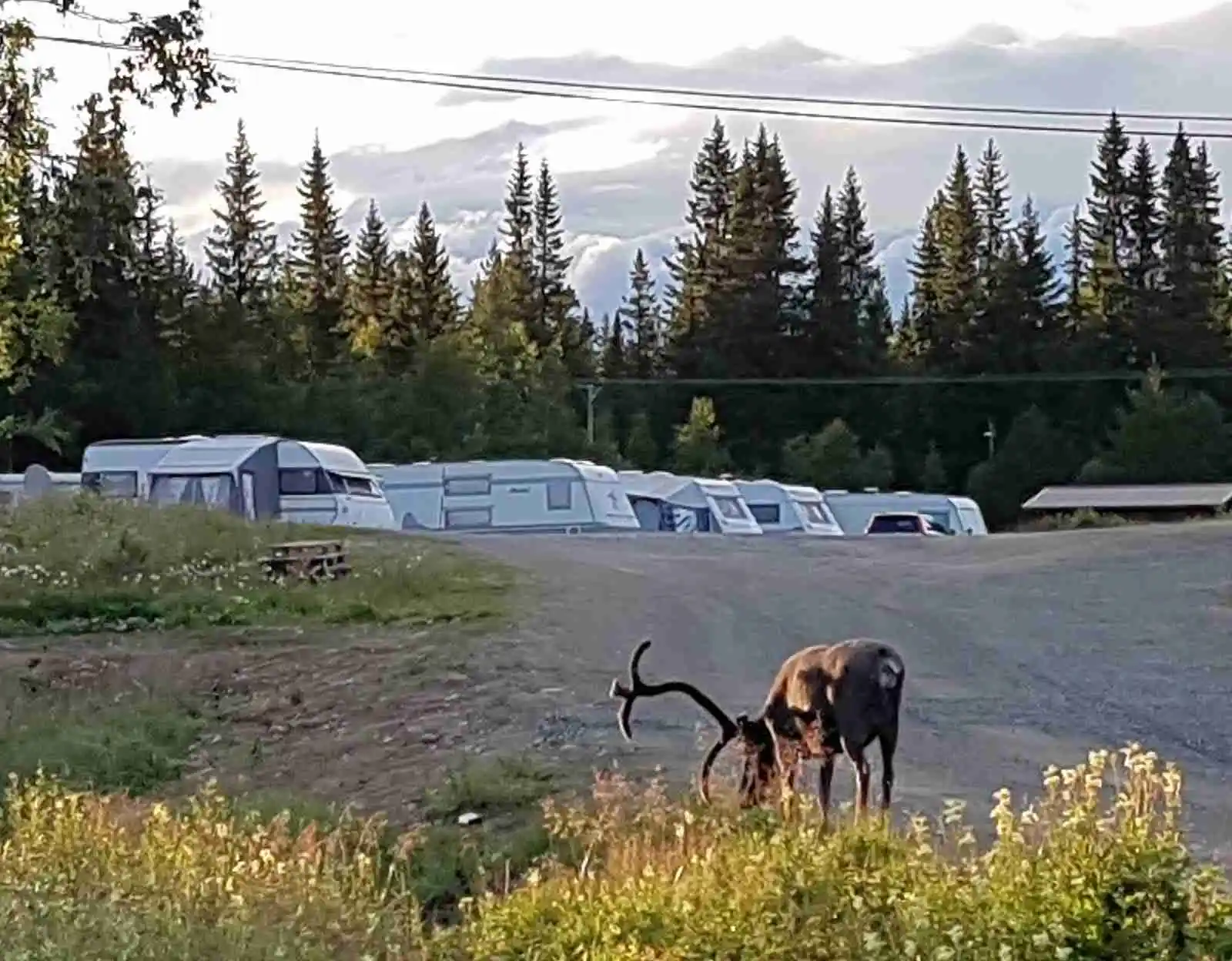 Bild av Storsjö camping och ställplats. Flera husbilar och husvagnar är parkerade bland tallar och granar i en naturskön miljö. En hjort syns i förgrunden vilket förstärker känslan av att befinna sig mitt i naturen.