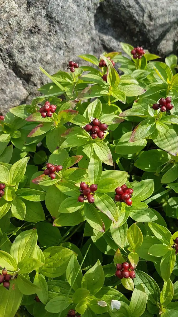 En bild av storsands camping som visar en blommande äng med vilda blommor i olika färger. I förgrunden syns blommande växter, inklusive arter som liknar vildblommor, perenna växter och möjliga daphne-växter. Lummiga grönskande plantor omger området och ger en naturskön och fridfull känsla.