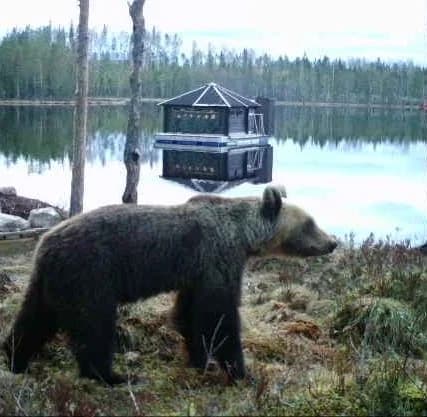 En brunbjörn står vid vattnet i en naturskön miljö, omgiven av sjöar och våtmarker i Lake District-området.