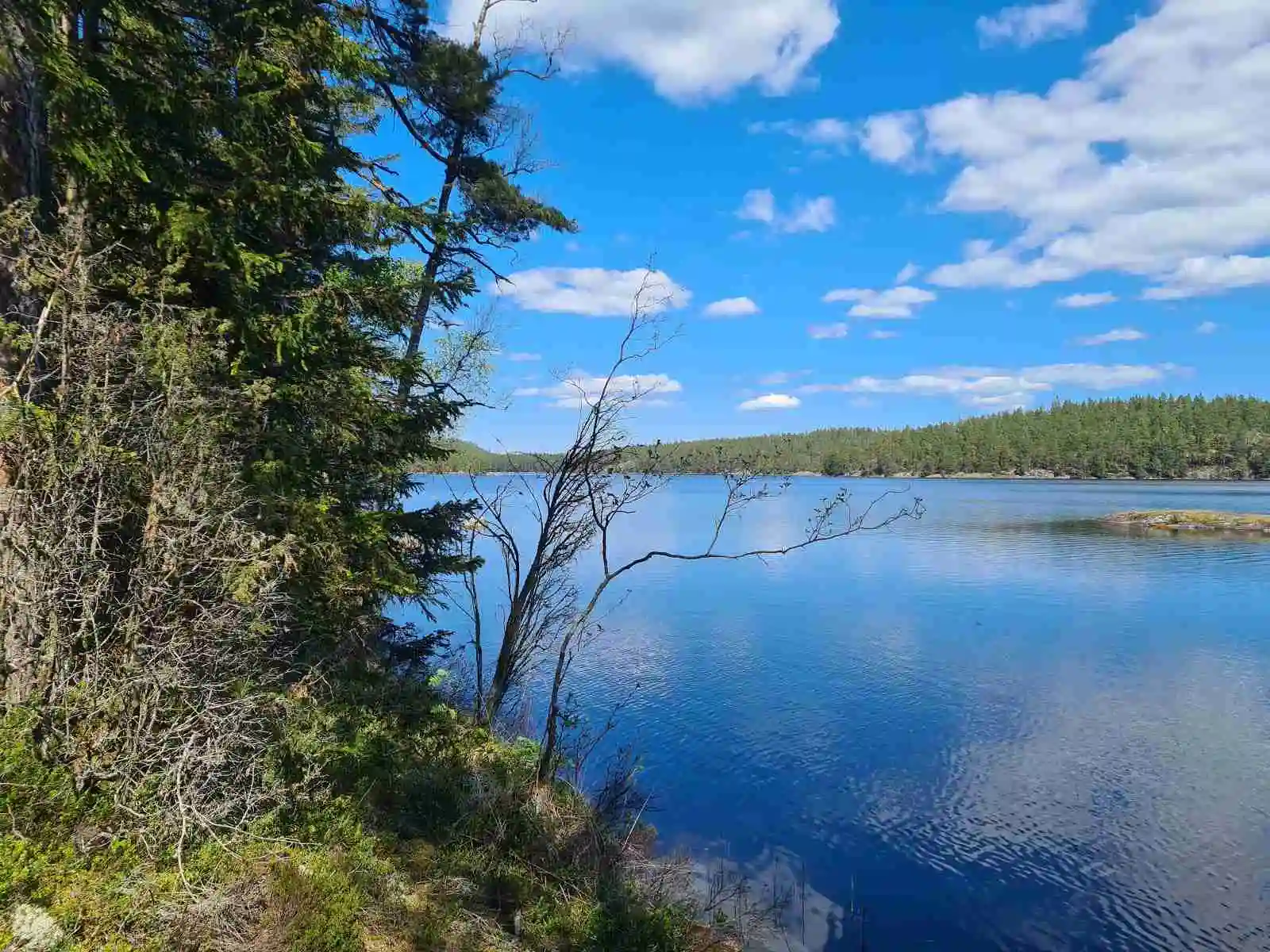 En lugn sjö omgiven av grönskande skog under en klarblå himmel, perfekt för campingäventyr i sommar.