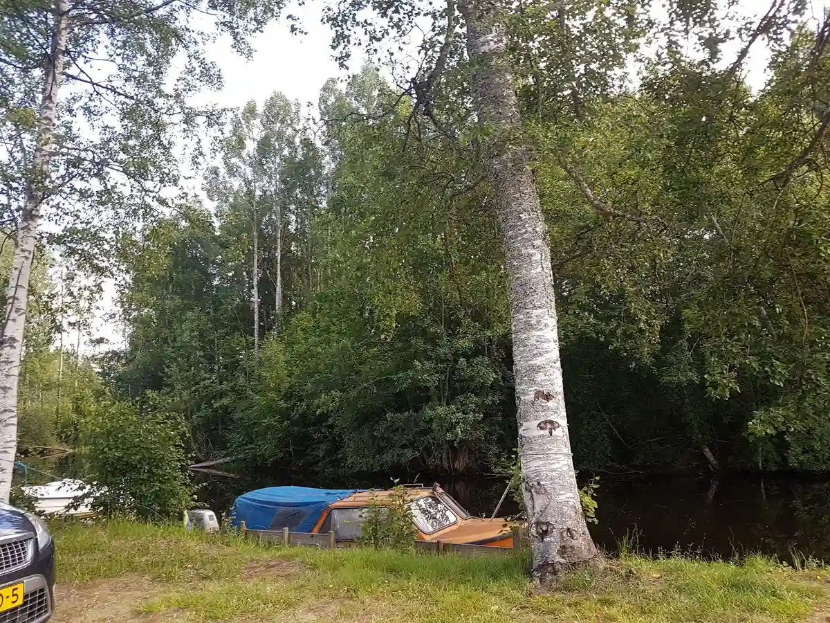 En skogsdunge med björkträd omger en liten bil och en sportig SUV, som är parkerade nära Camp Kungsgården.