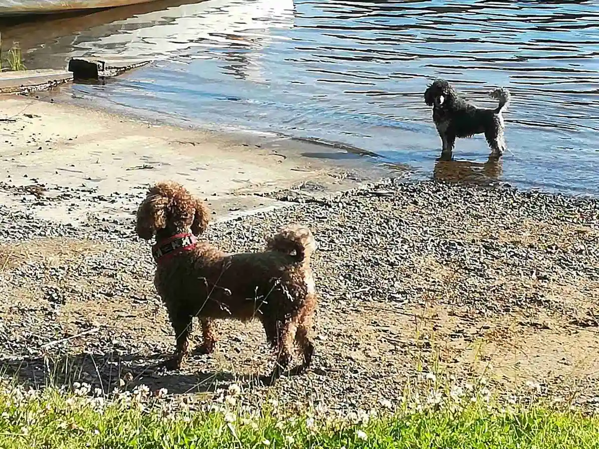 En pälshund står på gräset vid Skellefteå camping, omgiven av en naturskön miljö.