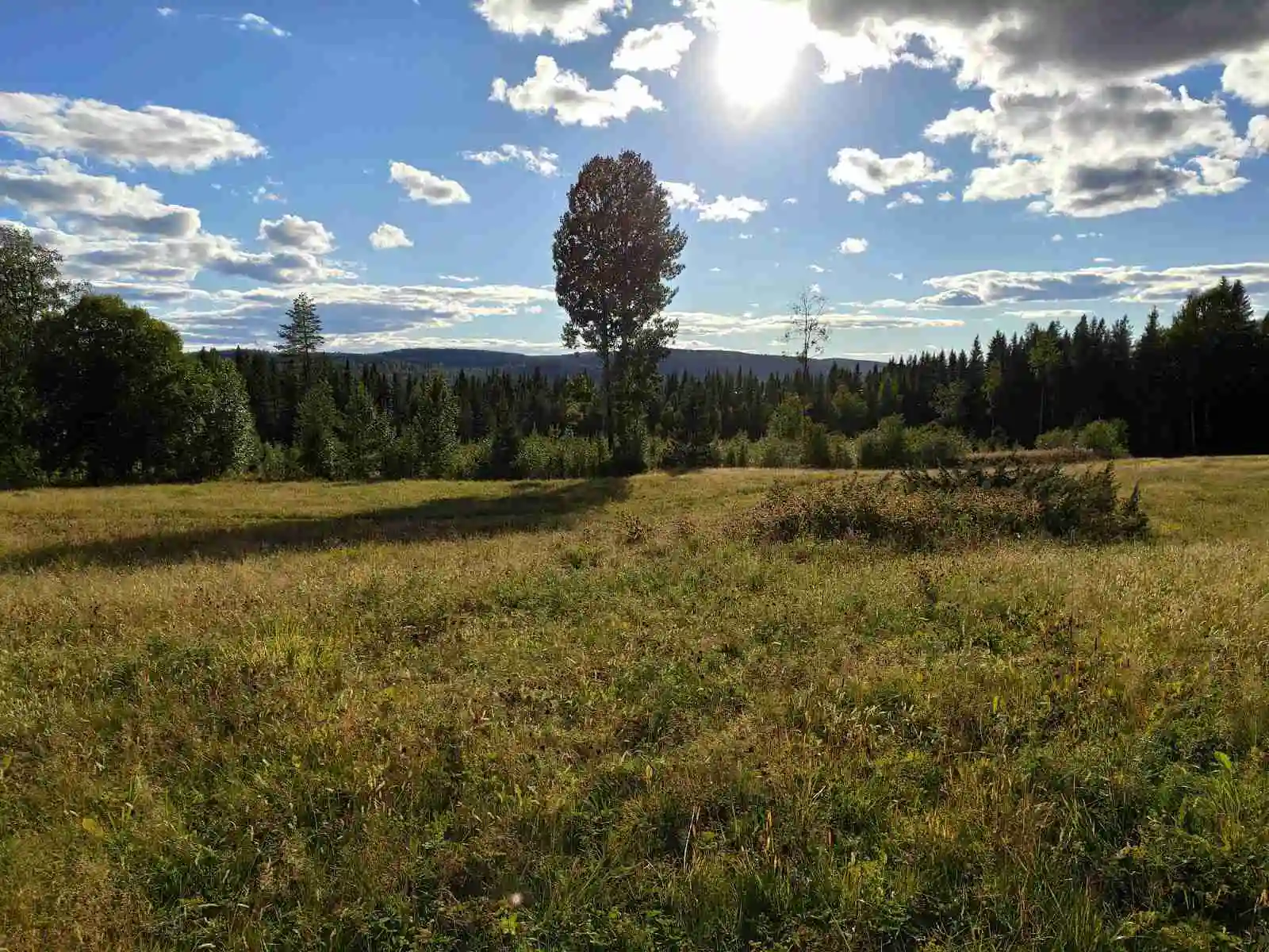 En grönskande äng under en klarblå himmel med några lätta moln. Vegetationen domineras av grönt gräs och lövverk, vilket skapar en lugn och naturskön miljö vid Camp Route 45.