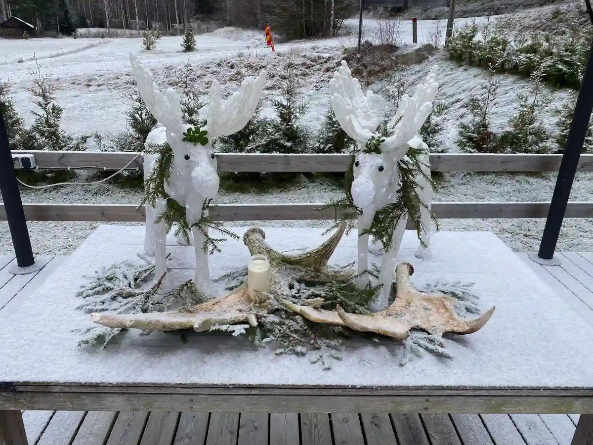 En grupp renar med ståtliga horn står på det snötäckta vinterlandskapet vid Wildlife Sweden Camp Ängra.