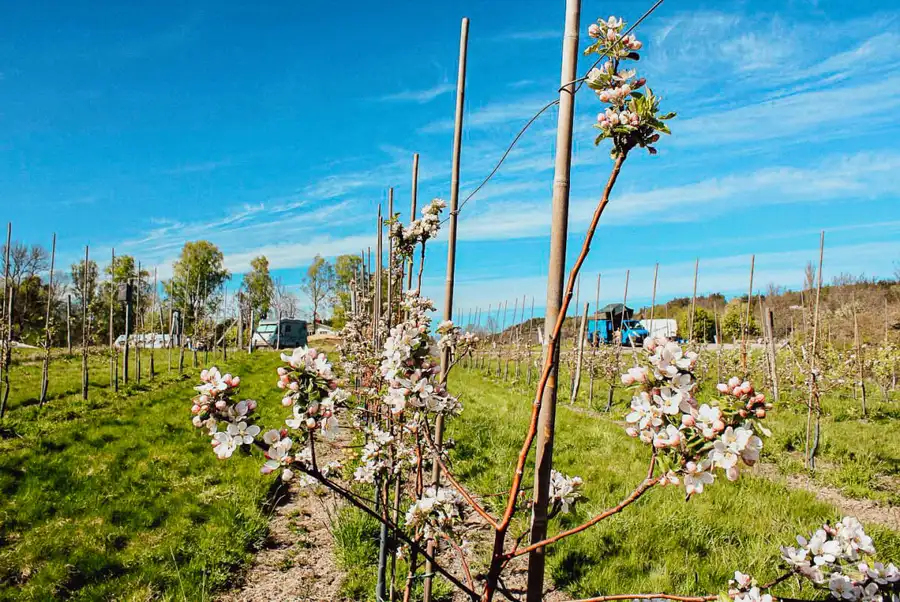 En blommande gårdsmiljö på Brålands Gård Nature Camp med ett fält av blommor och jordbruksmarker i vårens grönska.