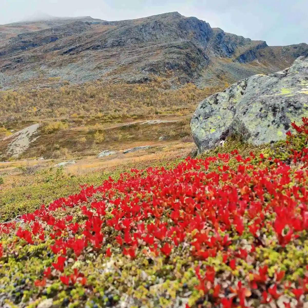 En pittoresk utsikt över Grönfjälls Fritidsby med blomsterprydd mark i förgrunden, omgiven av kuperade bergslandskap och höjder i bakgrunden.