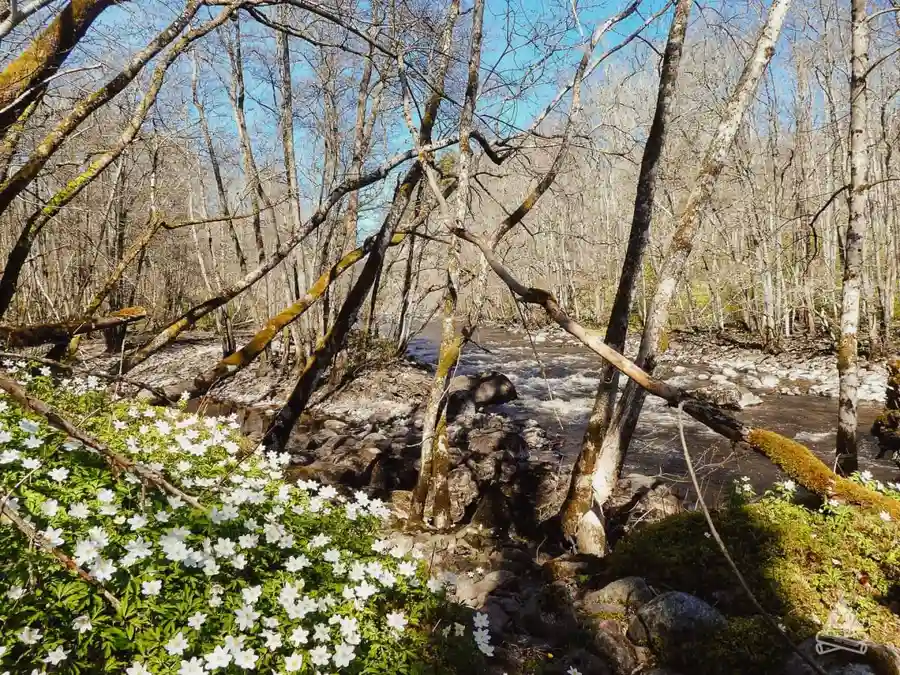 En lummig skogsmiljö med trädstammar omgivet av gröna växter och markvegetation vid Brålands Gård Nature Camp.