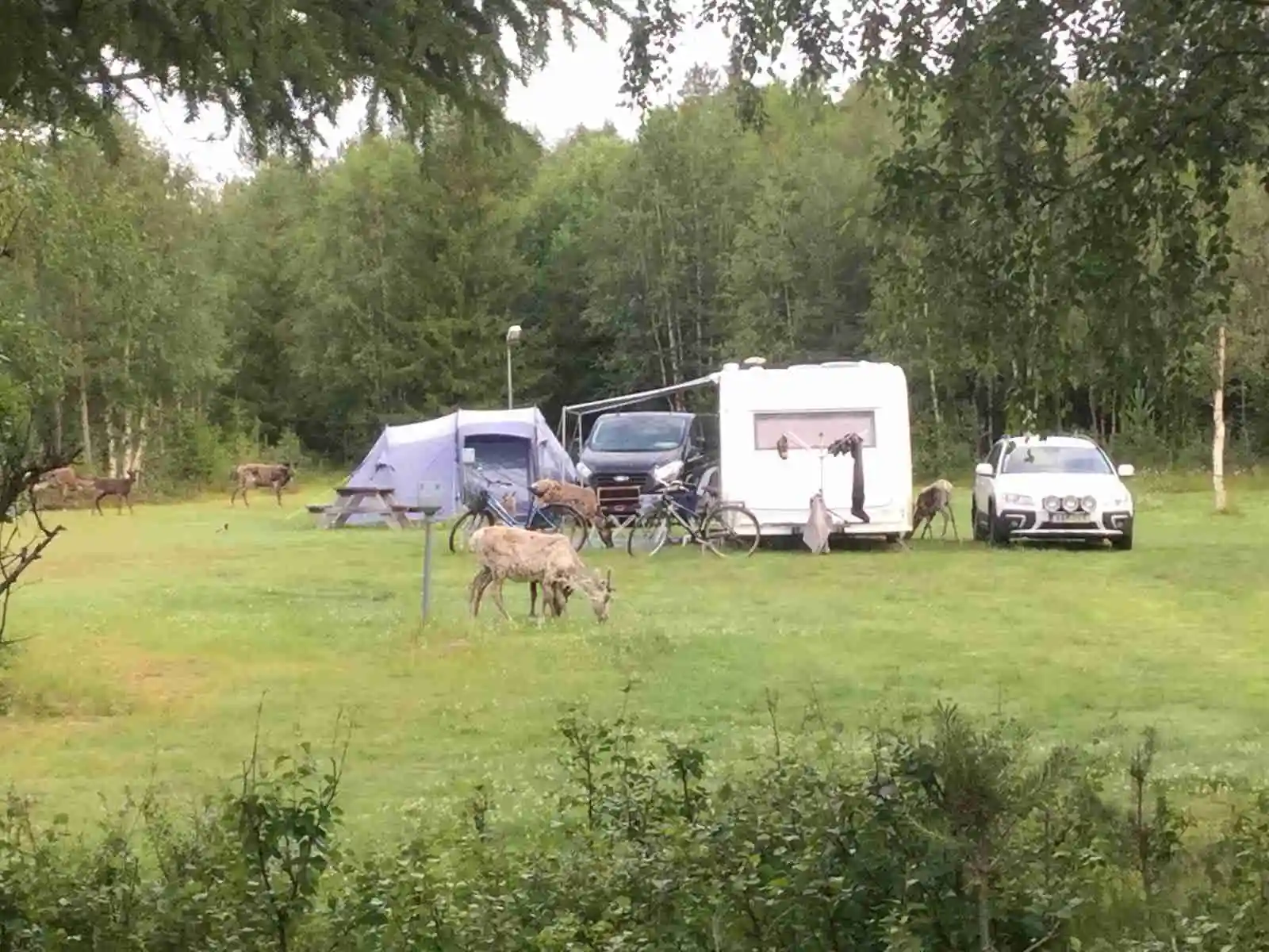 En campingplats med husvagnar, tält och fritidsfordon omgivna av en grönskande skog.