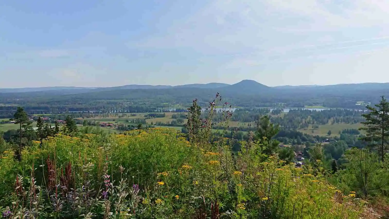 En grönskande bergssluttning med vidsträckta ängar och tät vegetation, typisk för landskapet kring Järvsö Bergscamping, med majestätiska bergsformationer i bakgrunden.