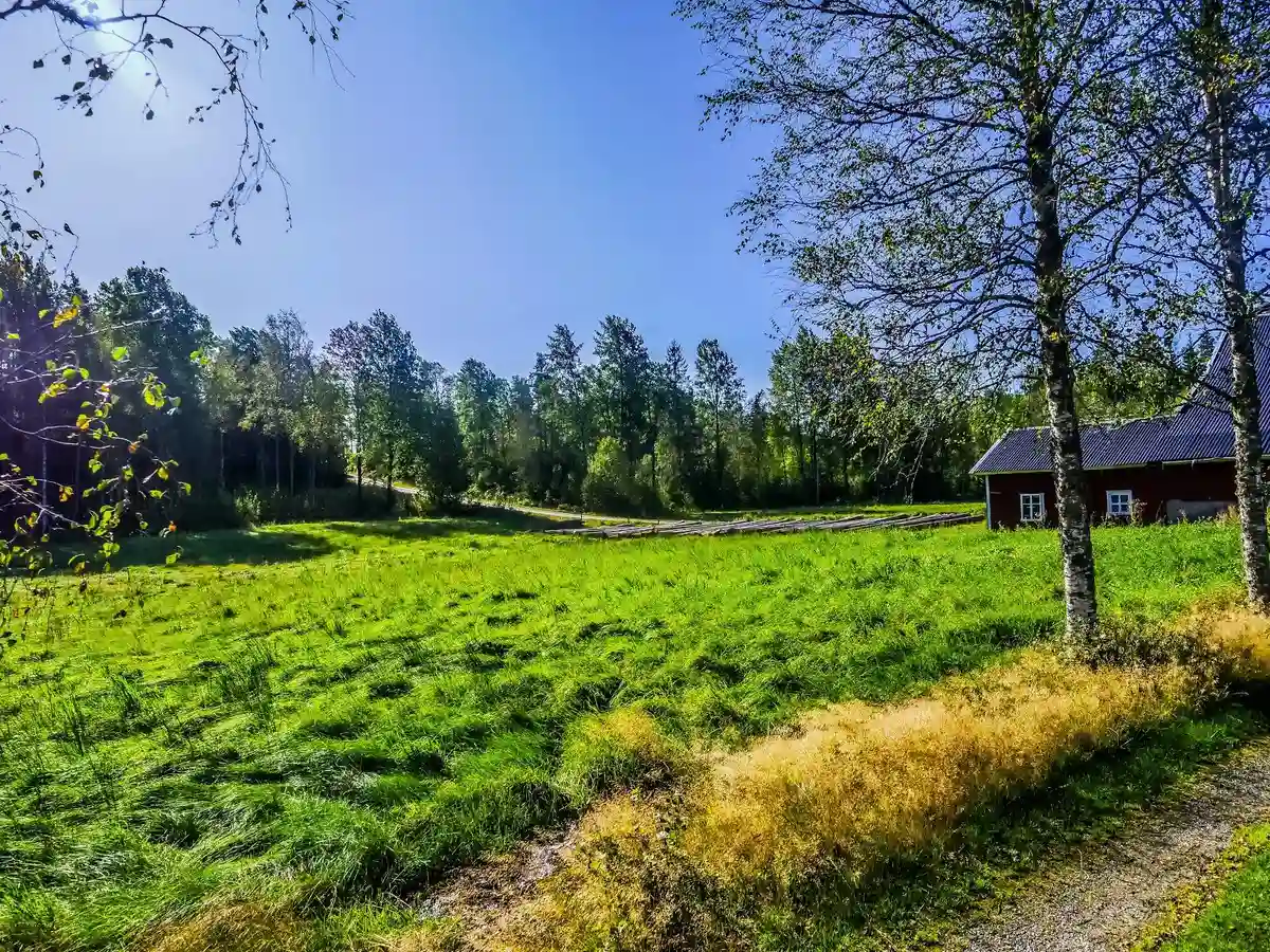 En grönskande naturmiljö med träd och gräs, representativ för Viking Republic Nature Camp under sommarmånaderna, med utspridda buskar och öppna gräsytor.