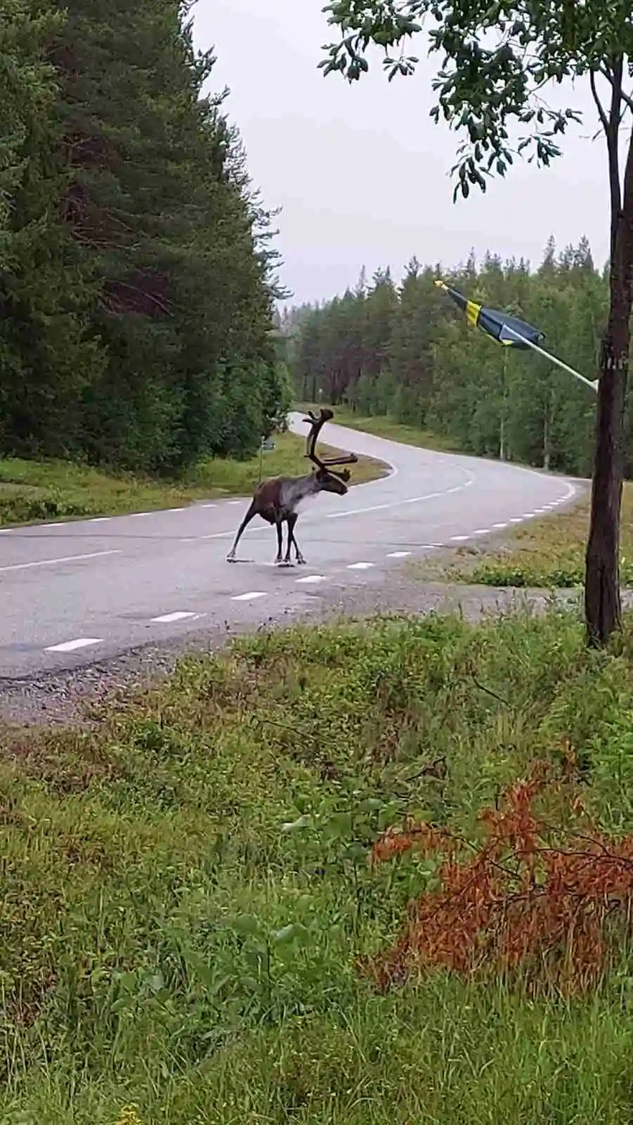 En ren står i en skog bland barrträd vid Orrkulla camping, i en naturlig miljö med fokus på dess horn och vilda uppsyn.