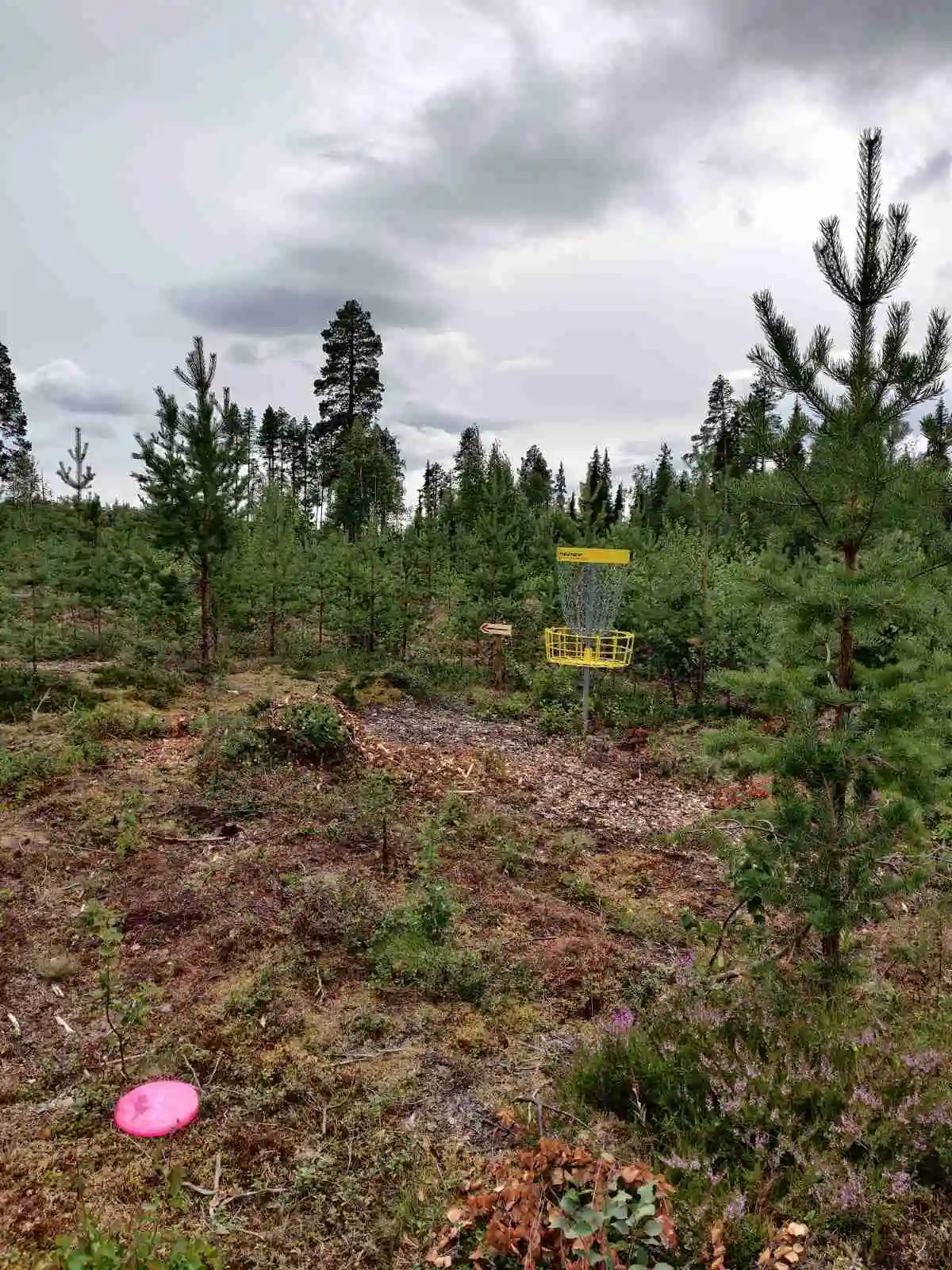 En grönskande äng med gräs omgiven av skog och barrträd vid Orrkulla camping.