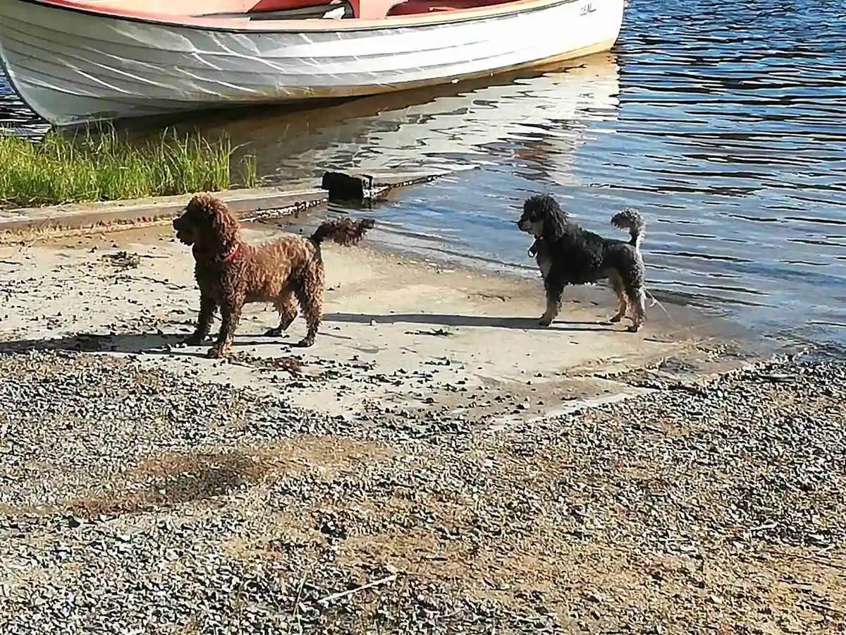 En hund leker vid stranden nära Skellefteå Camping, med vatten och sand i bakgrunden.