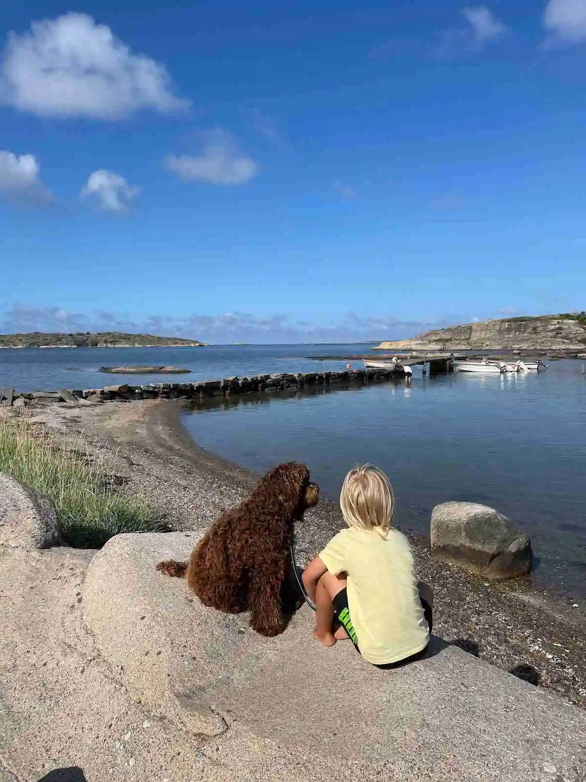 En hund vid kusten på Kyrkvikens Camping. Stranden och havet syns i bakgrunden, vilket ger en känsla av semesterstämning.