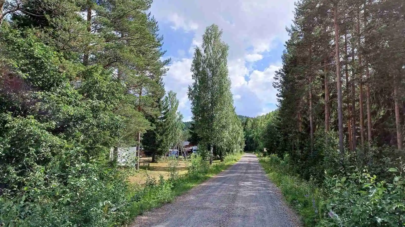 En naturskön skogsscen med barrträd och lövträd, där en stig slingrar sig genom skogens grönska, vid Nya Skogsgården Camping Hostel Vandrarhem.