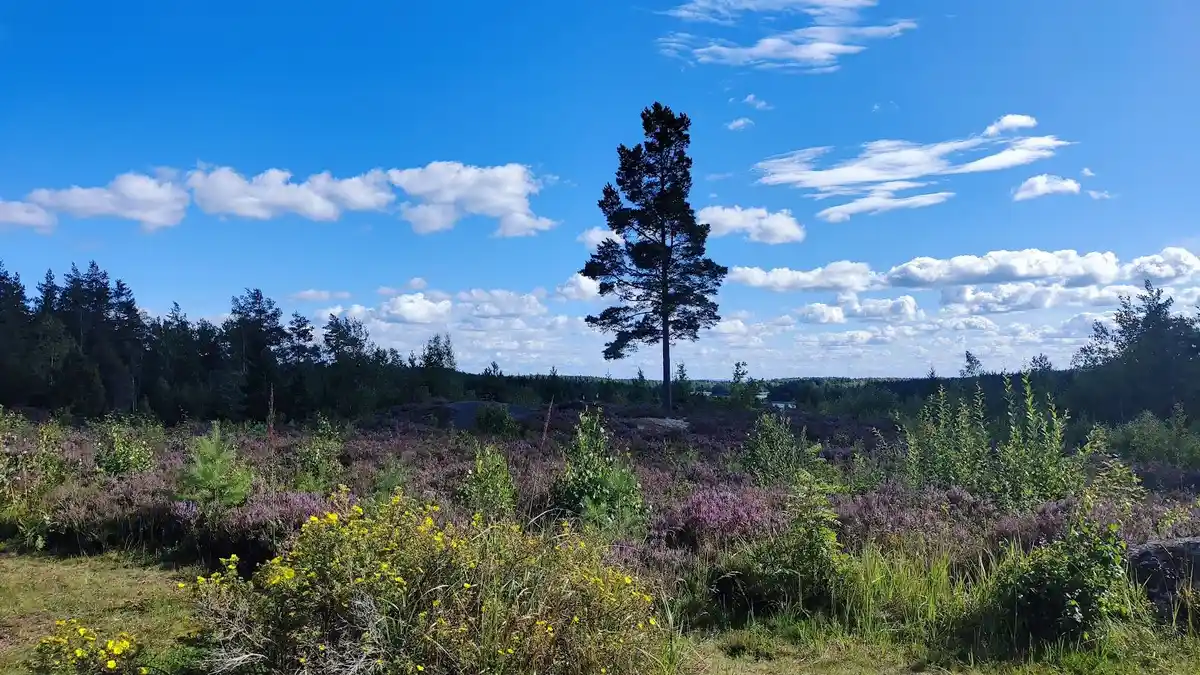 En klarblå himmel med vita moln svävar över ett naturlandskap med grönskande buskar och träd, vilket skapar en vildmarkskänsla vid Stigmansgården i Tiveden.