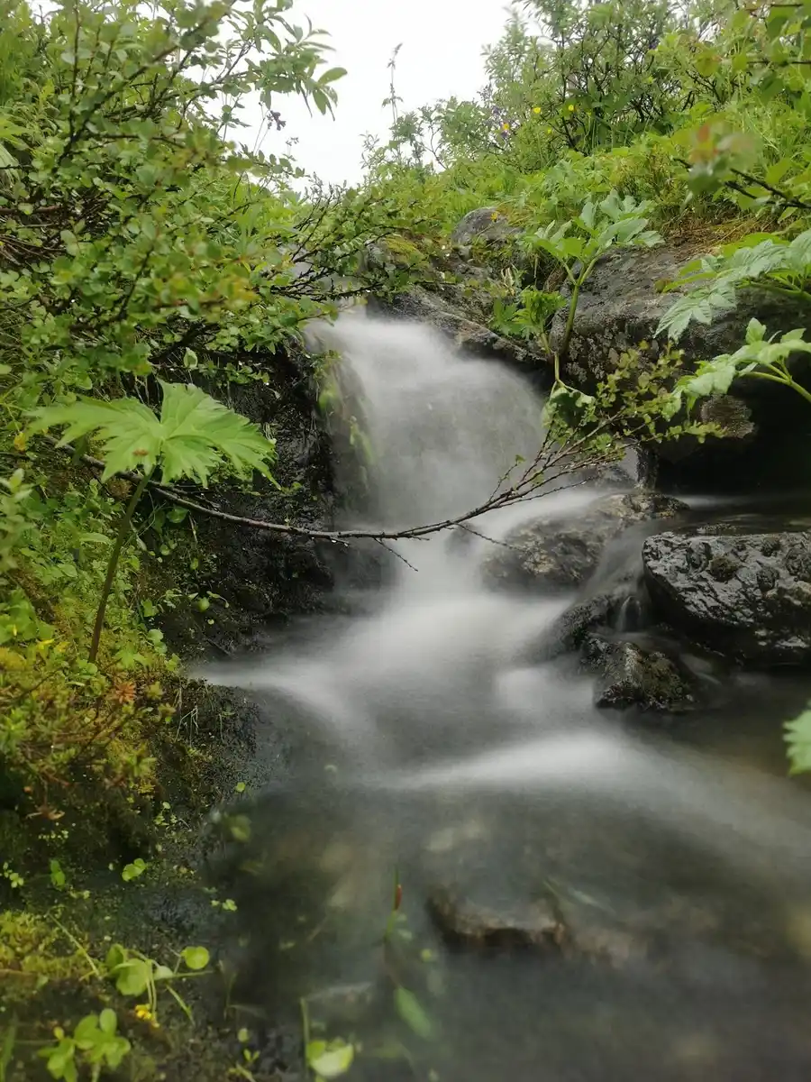 En stillsam bäck rinner genom frodig grönska i en skogsbeklädd omgivning vid Camp Kittelfjäll.