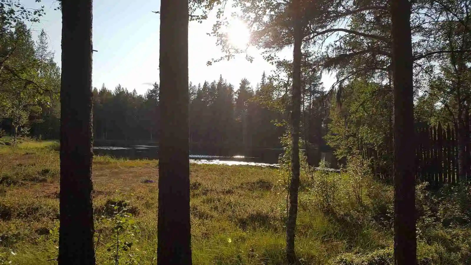 En grön och frodig campingplats i Vemdalen med träd och gräs i en naturlig miljö.