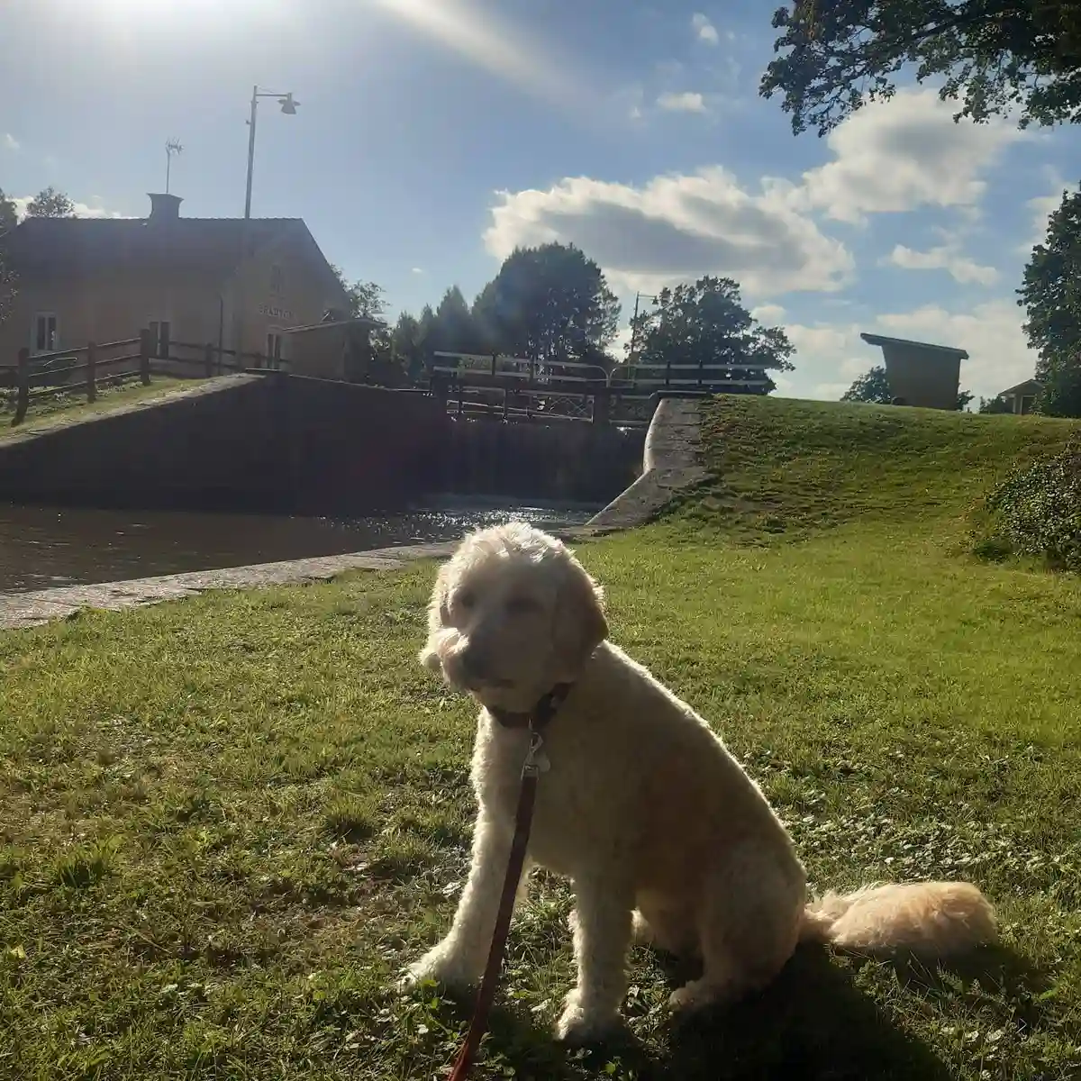 En valp med lekfullt uttryck sitter på en grön gräsmatta. Hunden har mjuk päls och ser nyfiken ut. Bakgrunden antyder en friluftsmiljö, passande för hundens utflykter.