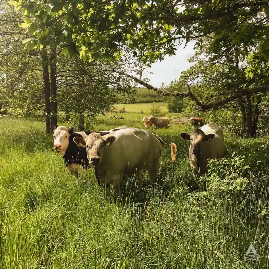 Upplev magin på Brålands Gård Nature Camp i Bohuslän – komfort, äventyr och ro i naturskön miljö. Boka ditt nästa äventyr!