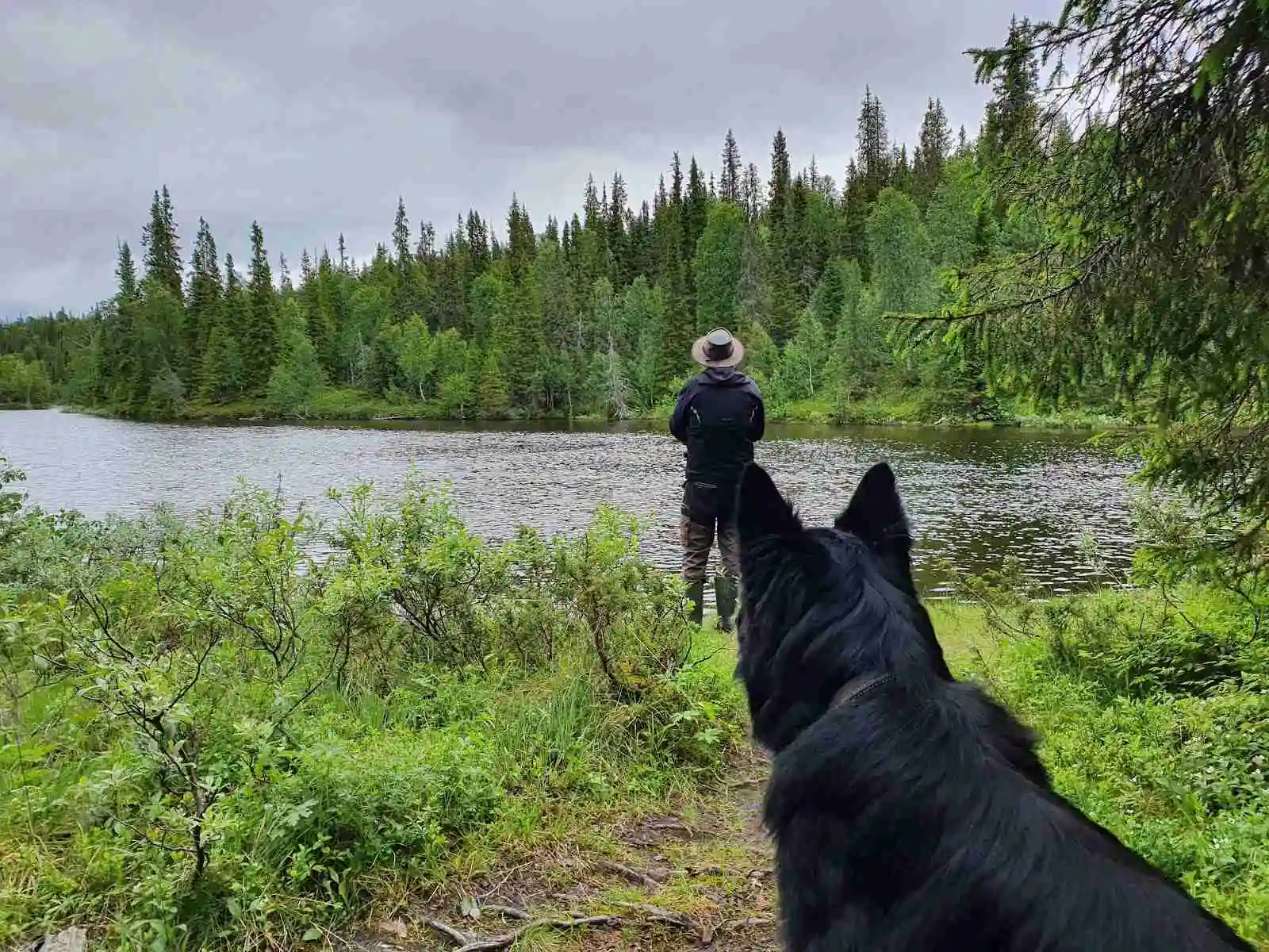 En hund vandrar i en tät granskog på Lia Ranch Vildmarkscamping, omgiven av höga barrträd och äventyr i det fria.