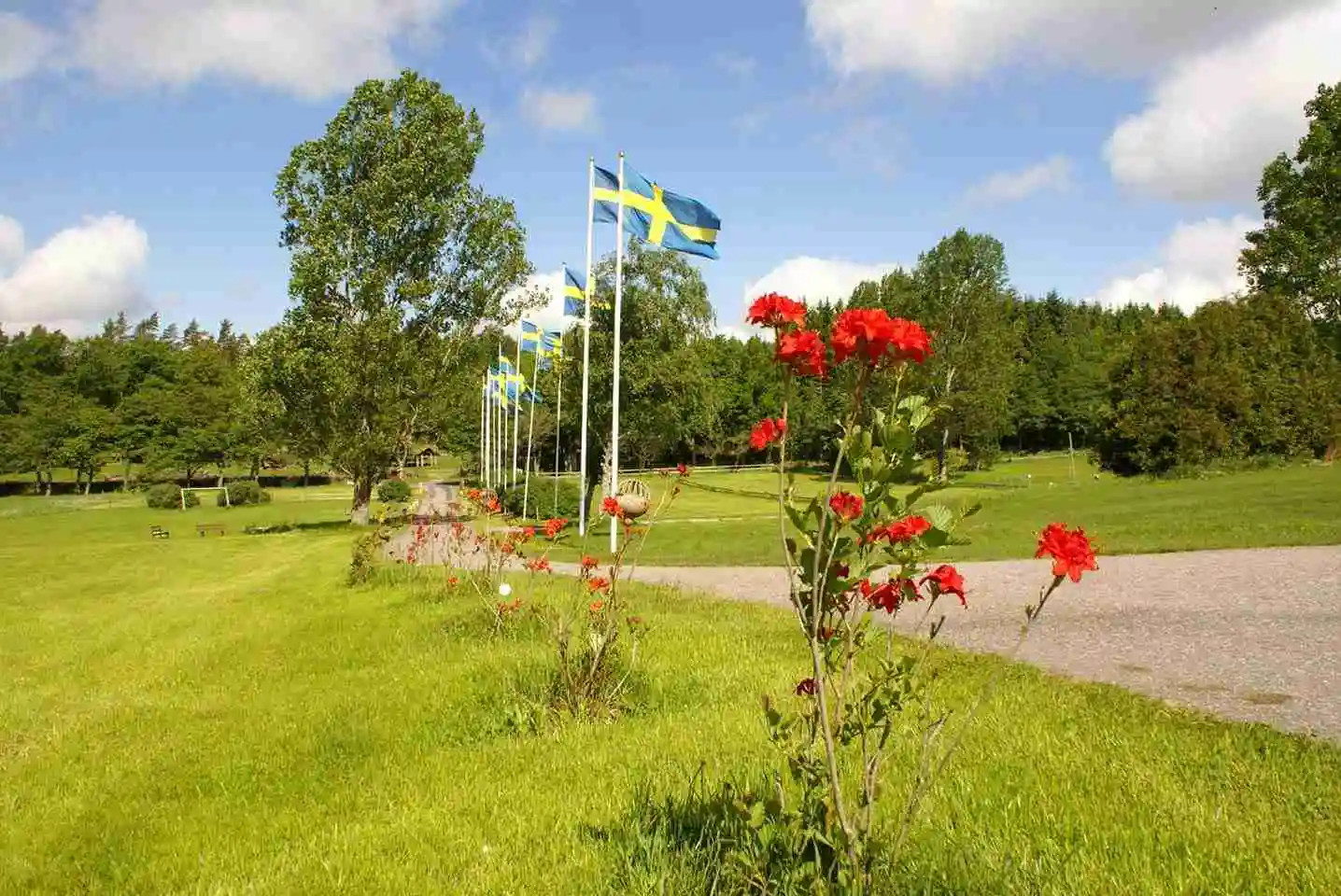 En grönskande äng i Tanums camping och stugby med blommor och buskar som blommar under sommartiden. Naturens frodiga gröna nyanser skapar en harmonisk och inbjudande atmosfär.