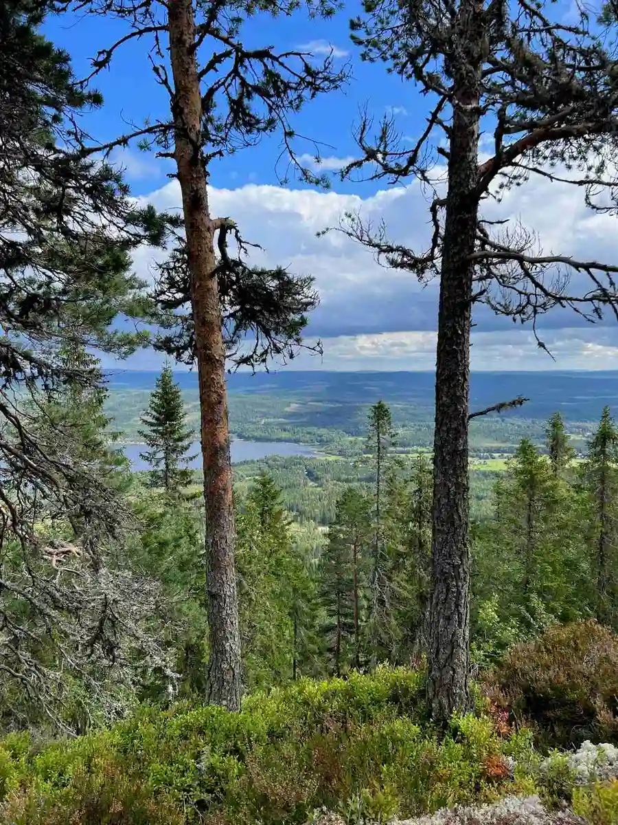 En grönskande skog med tätt växande granar och annan vegetation, typisk för vildmarksmiljöer. Perfekt för camping i Fristad.