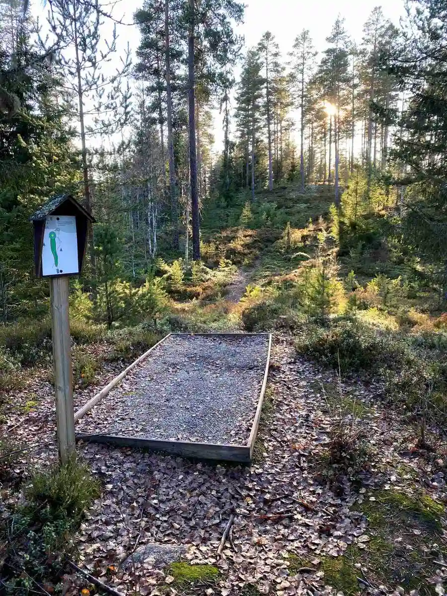 En lugn skogsstig slingrar sig genom en tät blandskog med olika träd, buskar och gröna växter som täcker marken vid Treens Natur & Fiskecamp.