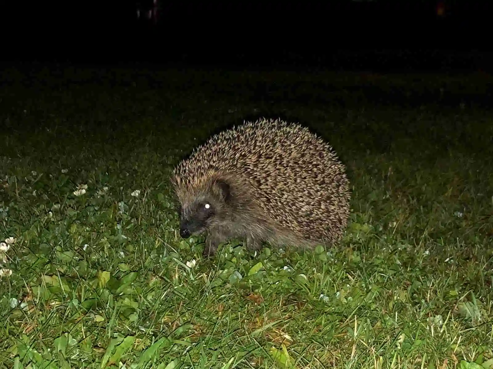 En igelkott med spetsig nos och taggig päls i naturlig miljö vid Luhrsjöbadens camping.
