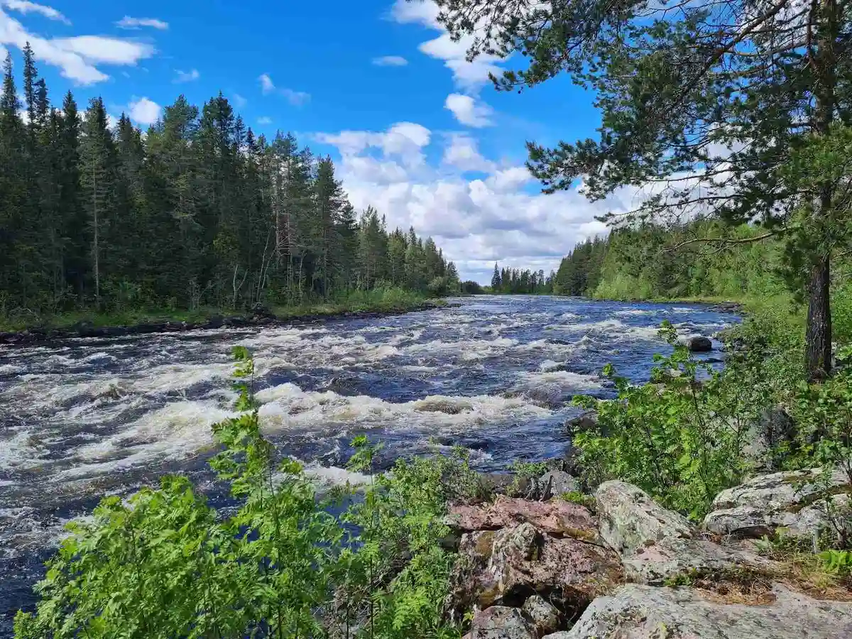 En forsande bäck som slingrar sig genom en frodig skog med omgivande klippor och vildmark vid Sörälvens fiske camping & stugby.