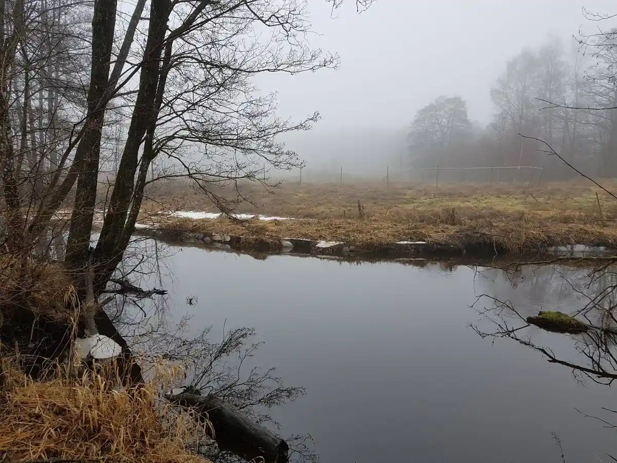 En naturskön vy över vatten vid Elfdalens camping, omgiven av lummiga trädgrenar och en stillsam atmosfär, perfekt för naturälskare och familjer som söker avkoppling vid vattendrag och våtmarker.