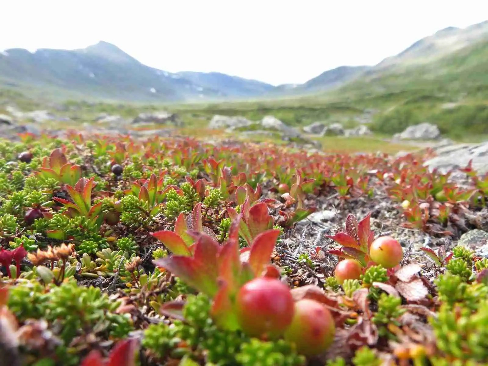 En pittoresk vy över Grönfjälls fritidsby med rika växtsamhällen och vilda blommor, omgiven av vått marklandskap och tundra.