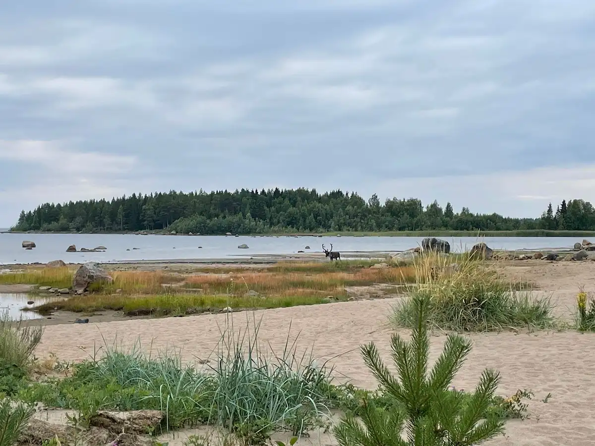 En vidsträckt strand vid Rörbäcks camping och havsbad med klarblå himmel i bakgrunden. Vattnet sträcker sig längs kusten, omgiven av naturliga stränder och grönska.