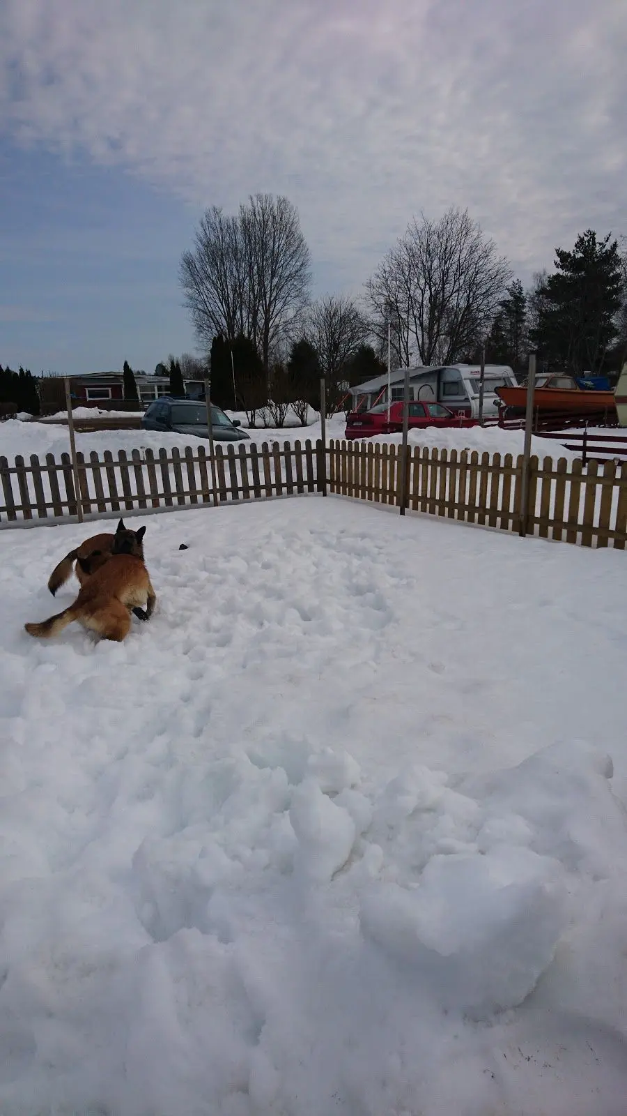 En hund leker i snön framför ett staket i en vintrig trädgård vid camp Kungsgården. Snön ligger tjockt på marken och himlen är mulen, vilket skapar en kylig vinteratmosfär.
