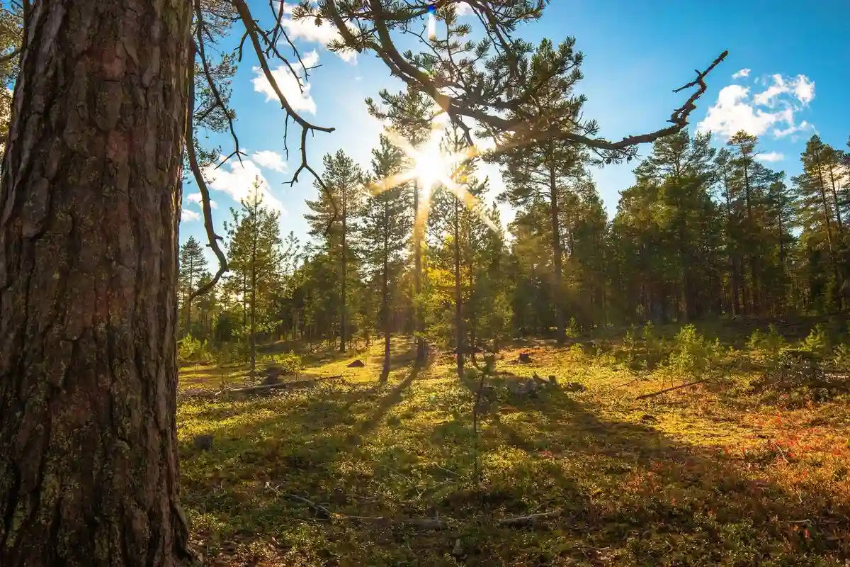 En grönskande skog med täta träd och lövverk som omger Seskarö havsbad & camping.