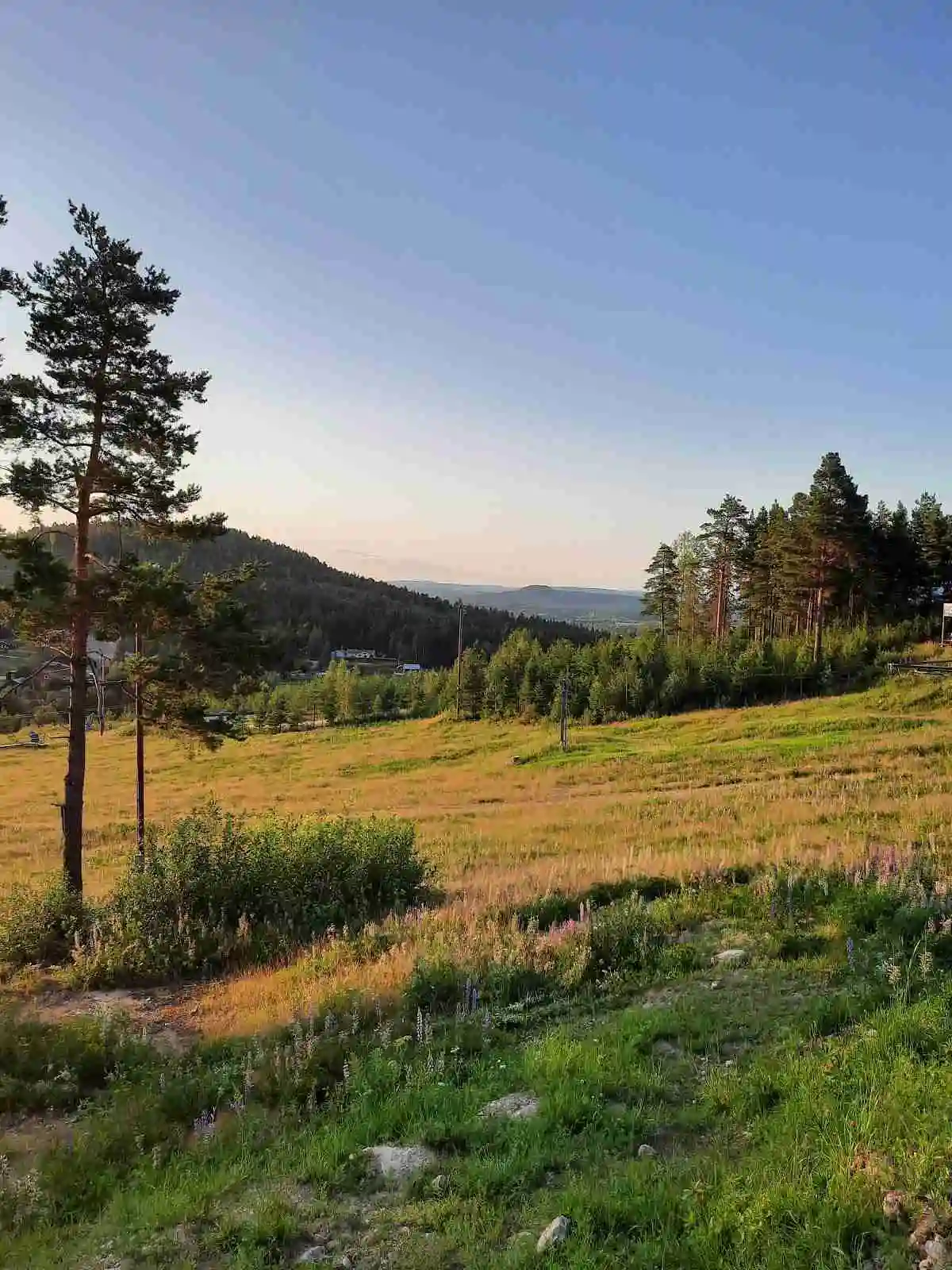 En grön gräsklädd plats med frodig växtlighet under en klar himmel på Järvsö Bergscamping.