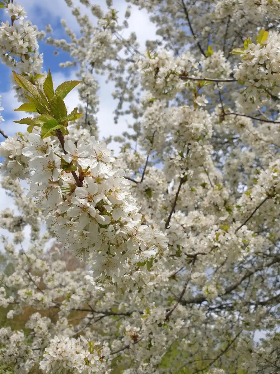 En närbild av blommande vita blommor på grenar, som signalerar vårens ankomst vid Valle Cabins.