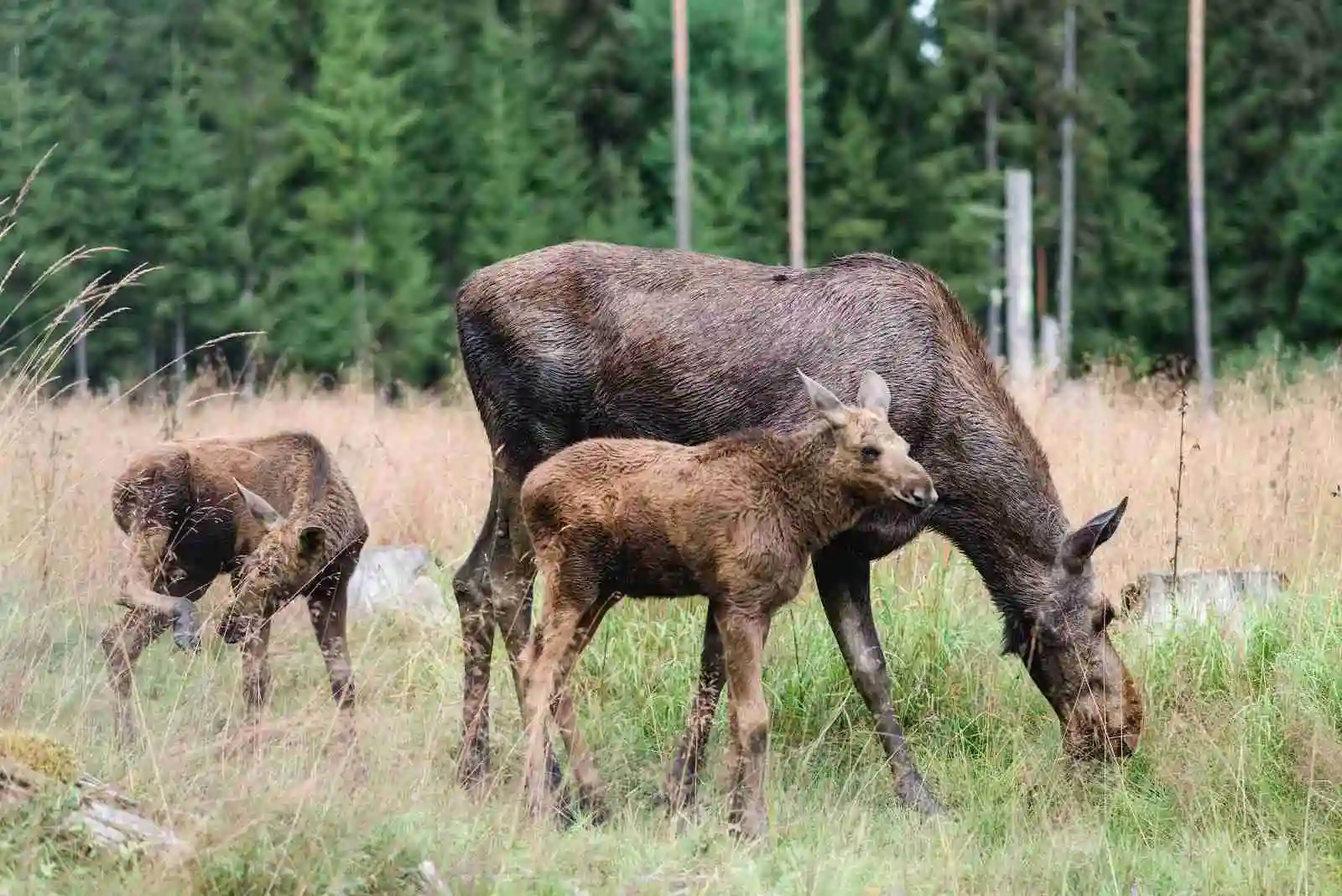 En älg betar vid skogskanten omgiven av barrträd, med en naturskön bakgrund som liknar en nationalpark.