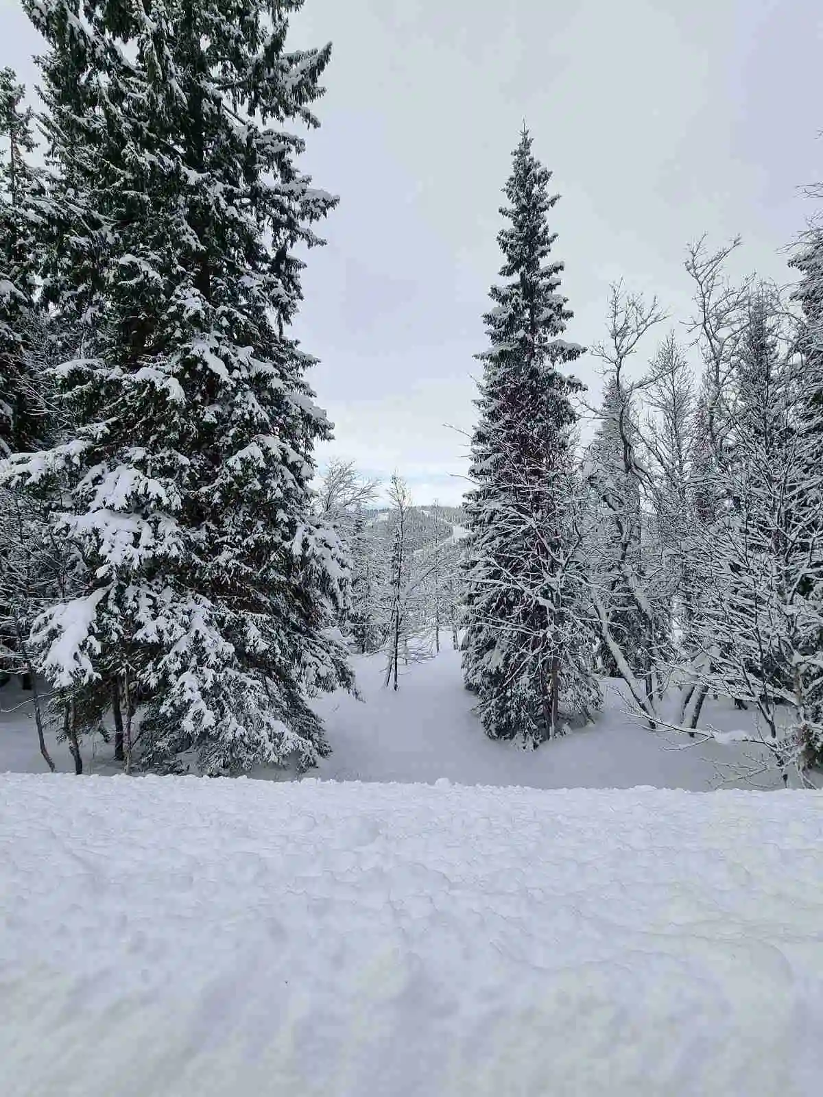 En snötäckt skog vid Åkersjön sportcamping, med vinterlandskap av granar och en fridfull vildmarksmiljö.