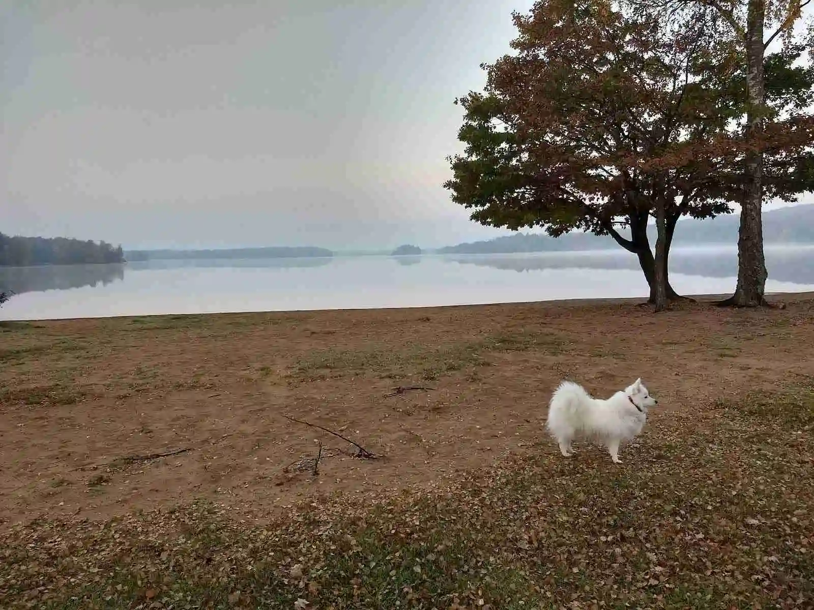 En hund står vid stranden nära ett campingområde vid Luhrsjön, omgivet av tallstammar och en glittrande sjö i bakgrunden.