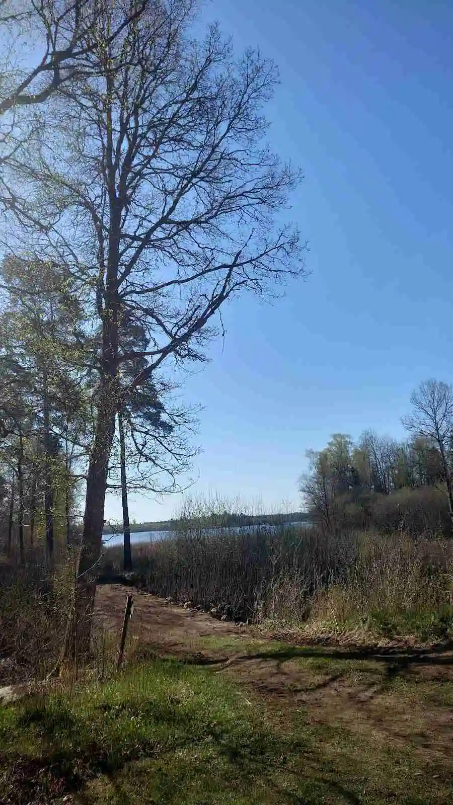 Bild av en naturskön miljö vid Agundaborg Camp & Paddle, med en klar blå himmel och frodiga trädgrenar i förgrunden.