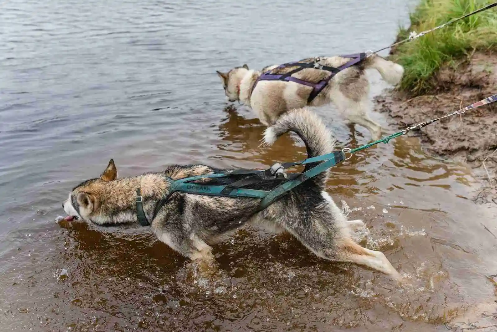 En siberian husky med halsband står på en campingplats med natur i bakgrunden.