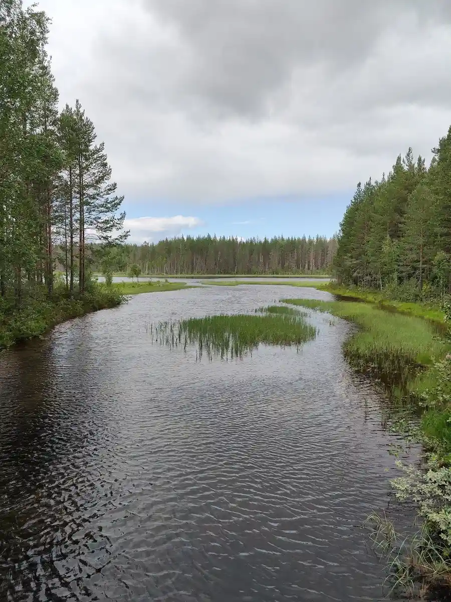 Bild av en naturskön våtmark vid Wildlife Sweden Camp Ängra. En spegelblank vattenyta reflekterar omgivande skog och vildmark.