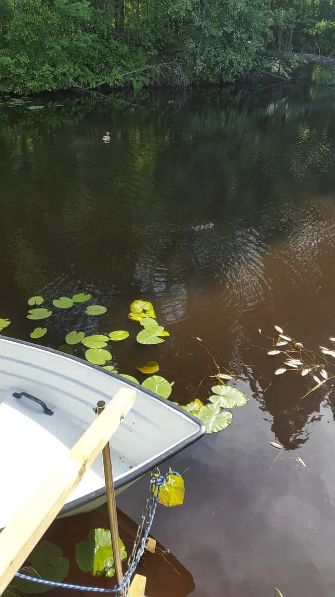 Ett fridfullt vattenlandskap med en båt som speglas i vattnet, omgiven av vattenväxter och våtmarker vid Camp Kungsgården.