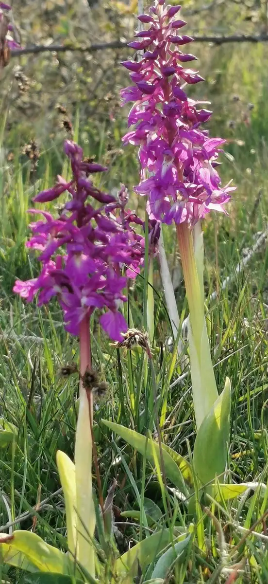 En närbild av en blomma med rosa och lila kronblad, omgiven av gröna växter på Valjevikens camping.