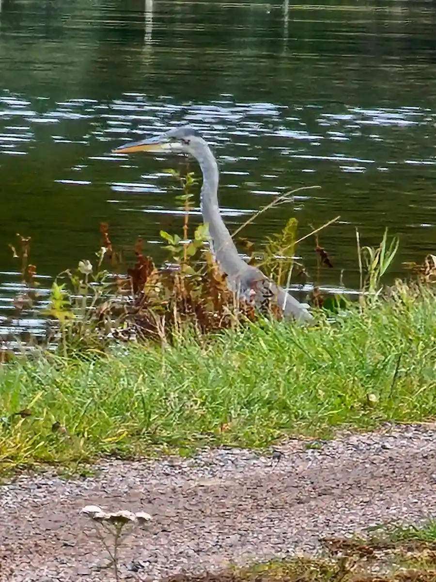 En häger står i ett våtmarksområde vid Brådtom Lock Campground, omgiven av grönska. Fågeln har lång näbb och fjäderdräkt i nyanser av grått och vitt.