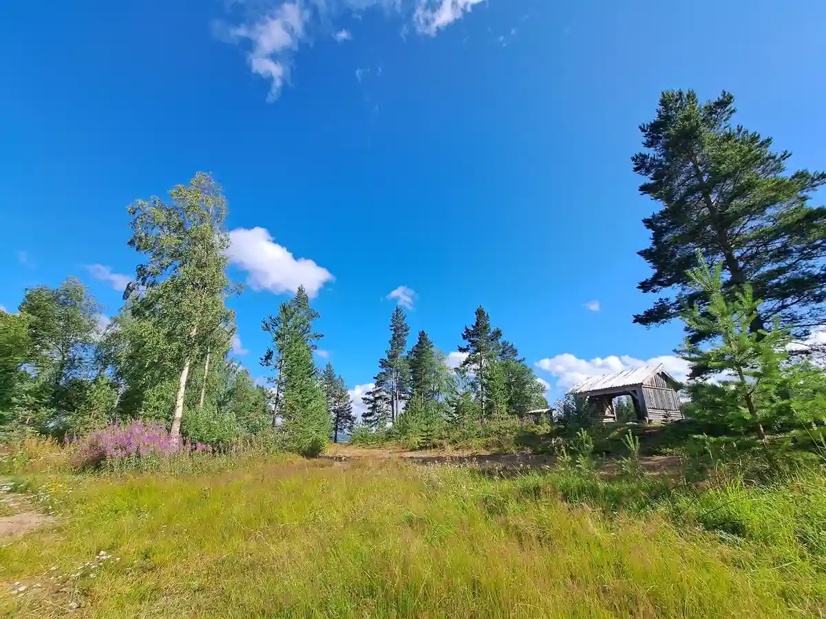 En naturskön campingplats med grönskande träd och buskar under en klarblå himmel med några moln.