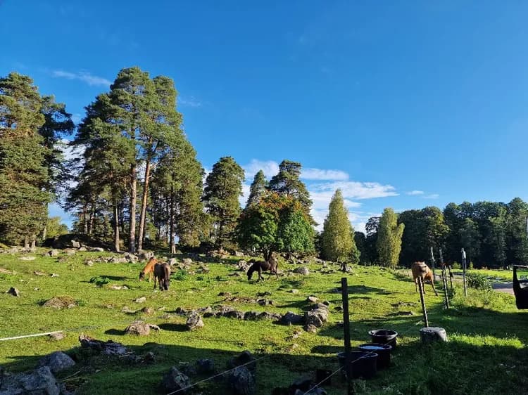 Upplev frid och äventyr på Mackmyra – camping, golf och natur i perfekt harmoni nära Gävle och Sandviken. 🏕️⛳✨